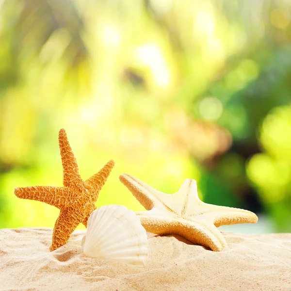 Starfishes e conchas na areia — Fotografia de Stock