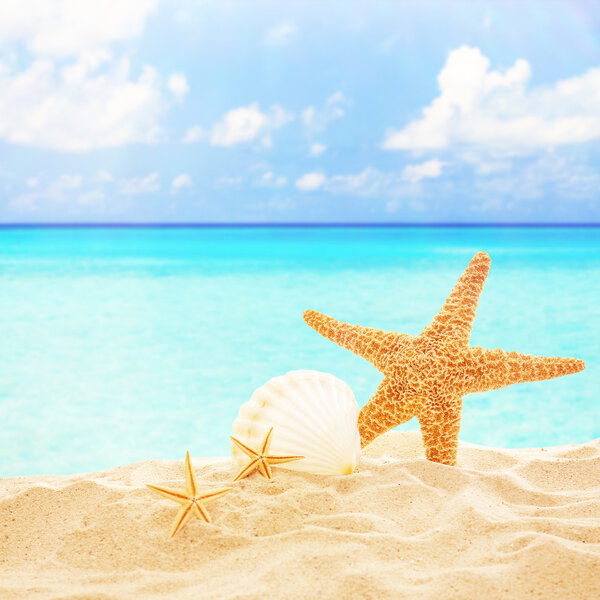 Морские звезды и раковины на песке
 