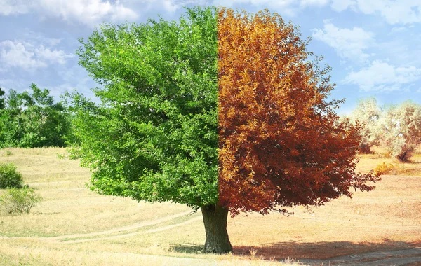 Colagem de estações: várias fotos de bela árvore em diferentes épocas do ano primavera, verão e outono — Fotografia de Stock