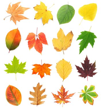 Farklı renkli yaprakları