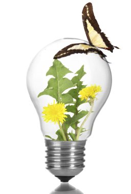 Renkli kelebek ampul üzerinde oturan 