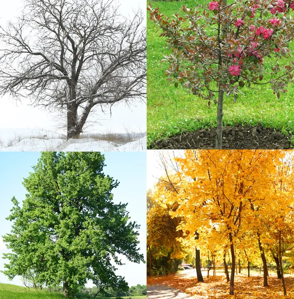 Árboles en diferentes épocas del año —  Fotos de Stock