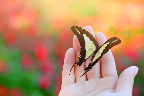 Hermosa mariposa sentada en la mano — Foto de Stock