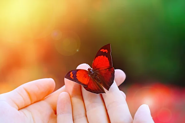 Hermosa mariposa sentada en la mano — Foto de Stock