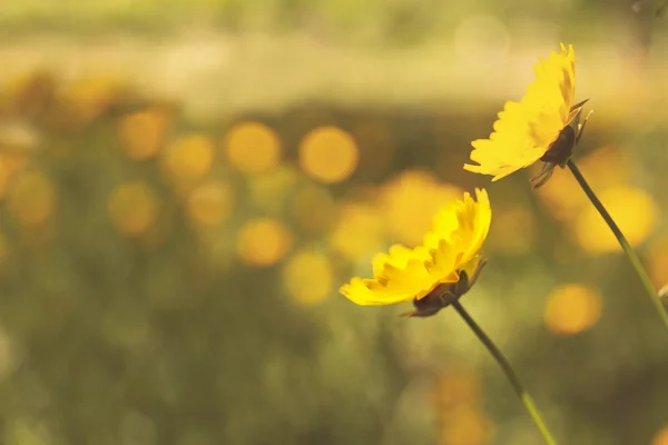 Gele kosmos bloemen — Stockfoto