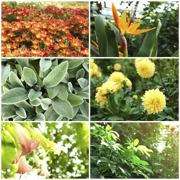 Collage avec de belles fleurs et plantes — Photo