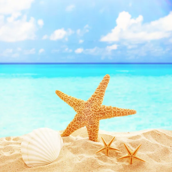 Deniz yıldızı ve kabukları kum üzerinde — Stok fotoğraf