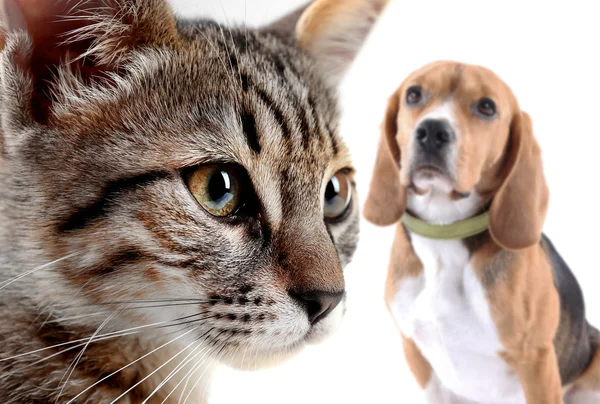 Cat and dog isolated — Stock Photo, Image