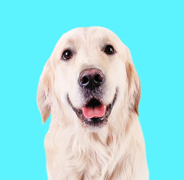 Golden Retriever su sfondo blu — Foto Stock