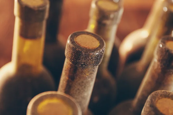 Botellas de vino polvoriento —  Fotos de Stock