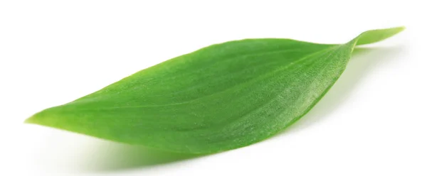 緑の茶葉 — ストック写真