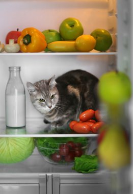 Buzdolabında oturan kedi 