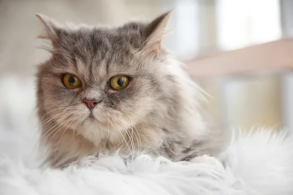 Grey cat in the room — Stock Photo, Image