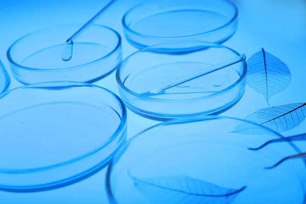 Petriskålar i laboratoriet — Stockfoto