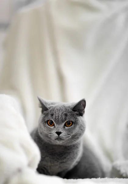 Gato acostado sobre cuadros calientes — Foto de Stock