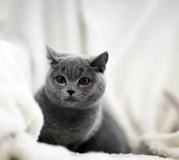 Gato acostado sobre cuadros calientes — Foto de Stock