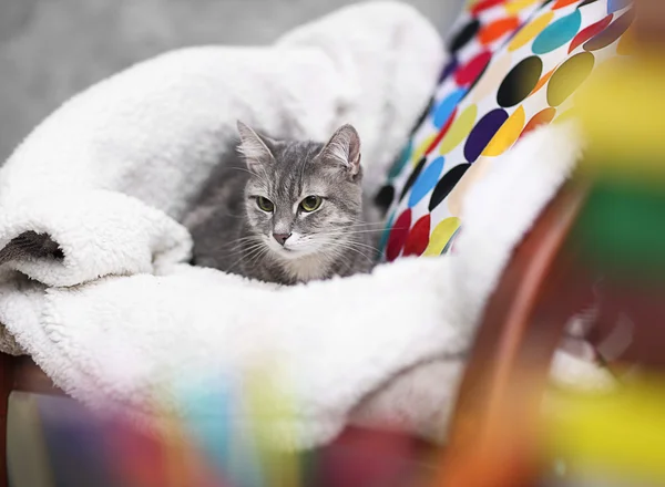 Cat lying on chair with plaid — Stock Photo, Image