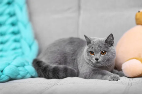 Chat gris couché sur le canapé — Photo