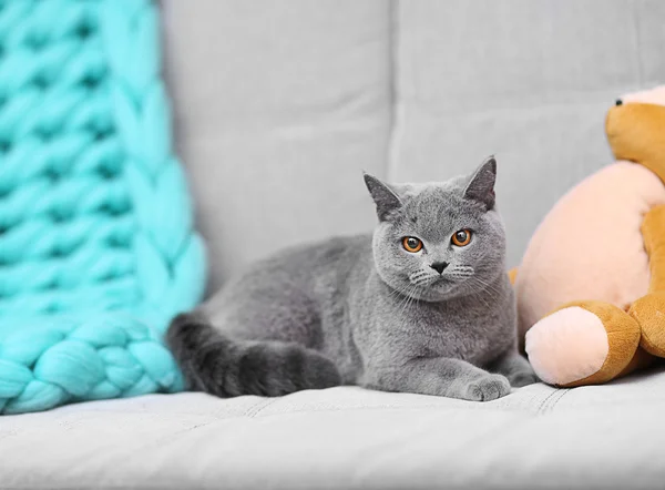 Gato gris acostado en sofá — Foto de Stock