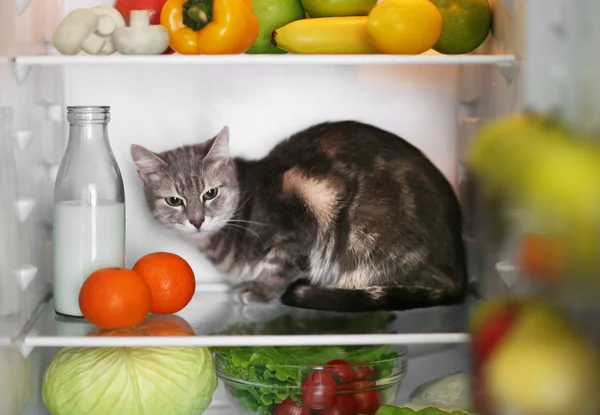 Katze im Kühlschrank — Stockfoto