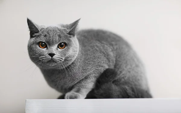 Cat lying on wooden shelf — Stock Photo, Image