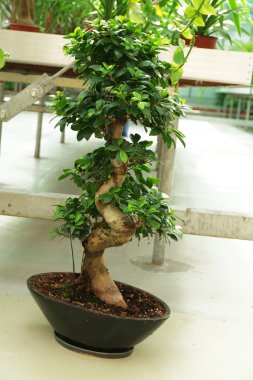 Satılık çiçekler ve bitkiler