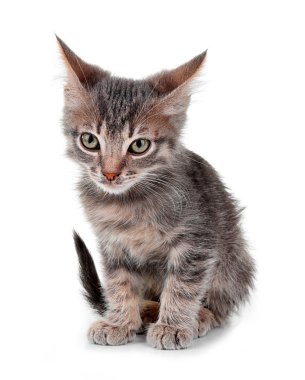 sevimli küçük gri kedi