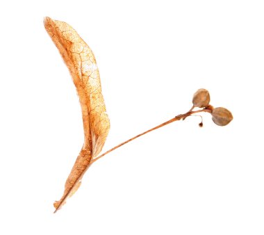 Bezelye ile kuru yaprak