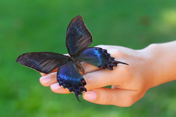 Красочная бабочка в руке — стоковое фото