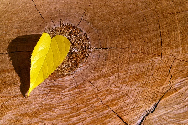 Geel blad op houten ondergrond — Stockfoto