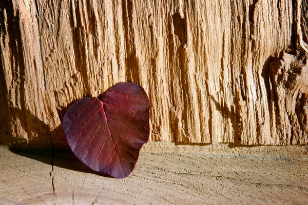 Brown  leaf on wooden background — Stock Photo, Image