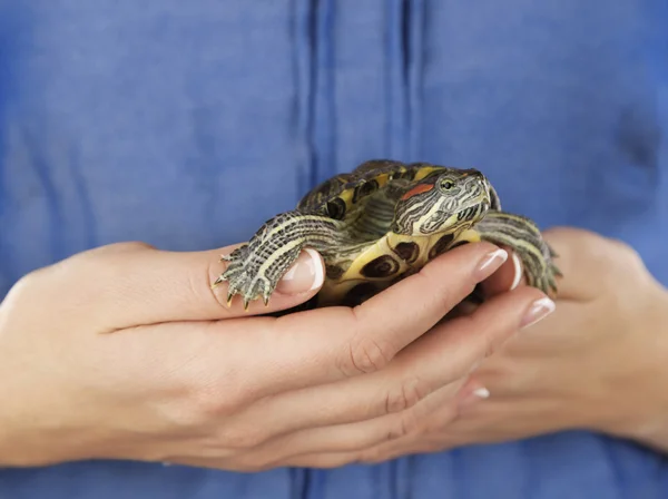 Schildkröte in Frauenhand — Stockfoto