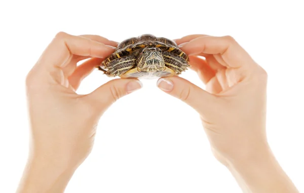 Schildkröte in Frauenhand — Stockfoto