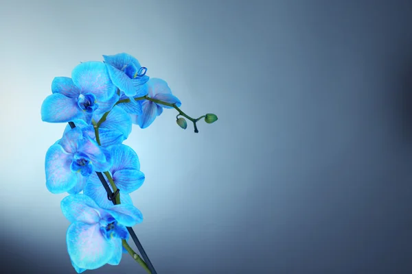 Hermosas flores de orquídea azul — Foto de Stock