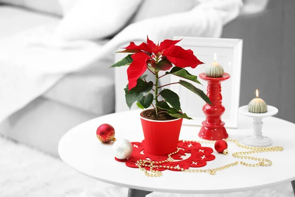 크리스마스 꽃 포 인 세 티아와 현대 인테리어 — 스톡 사진