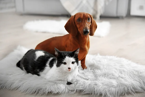 Hermoso gato y perro salchicha — Foto de Stock