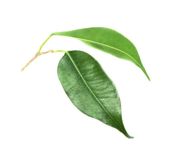 Green leaf on white — Stock Photo, Image