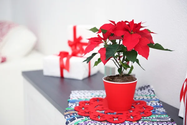 Natal poinsettia flor e decorações — Fotografia de Stock