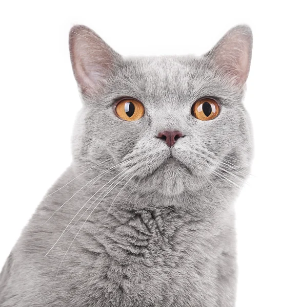 Kort-hår grå katt — Stockfoto