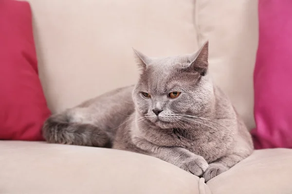 Gato gris en sofá con almohadas rosadas — Foto de Stock