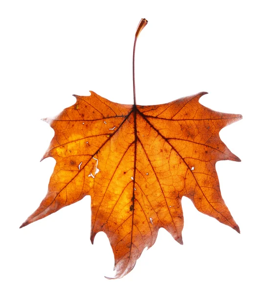 Golden autumn leaf — Stock Photo, Image
