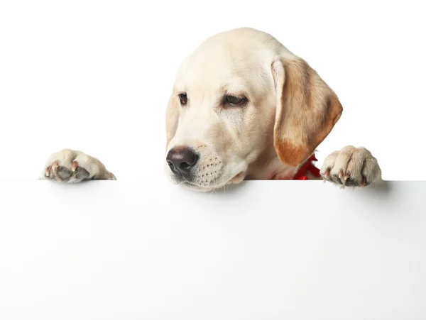 Lindo Labrador retriever isolado — Fotografia de Stock