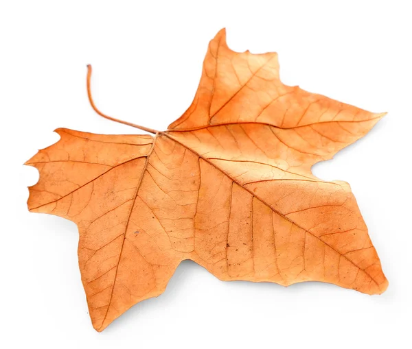 Dry maple leaf — Stock Photo, Image