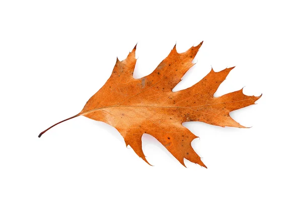 Orange dry leaf — Stock Photo, Image