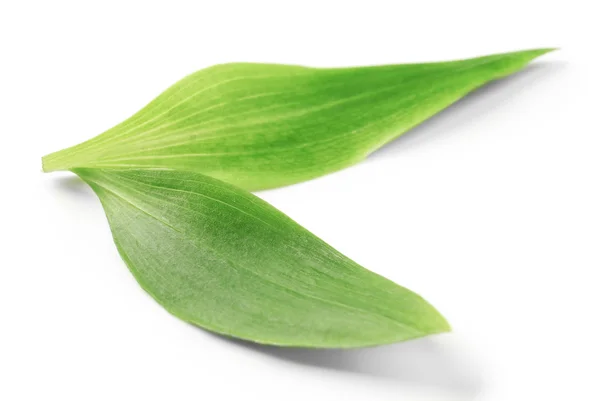 Green tea leaves — Stock Photo, Image