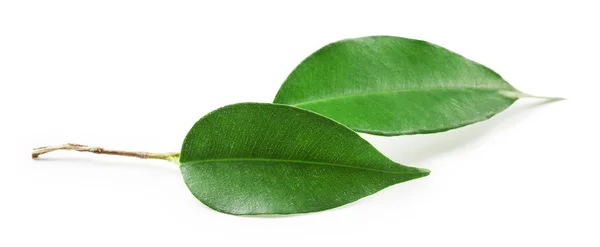 Φύλλα πράσινου τσαγιού — Φωτογραφία Αρχείου