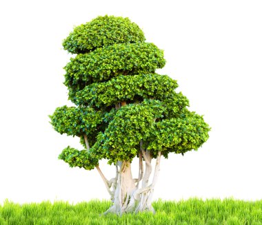 Bonsai ağacı yeşil çimenlerin üzerinde