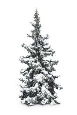 Spar-boom met sneeuw