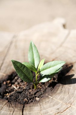 Güzel fide büyüyen