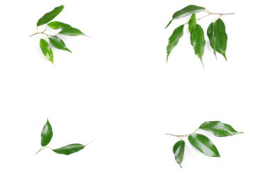 taze kauçuk ağacı